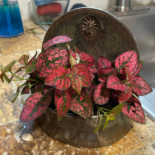 Wall Hanging Planter Sconce 100