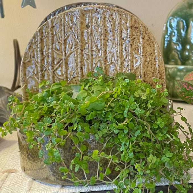 Wall Hanging Planter Sconce 101